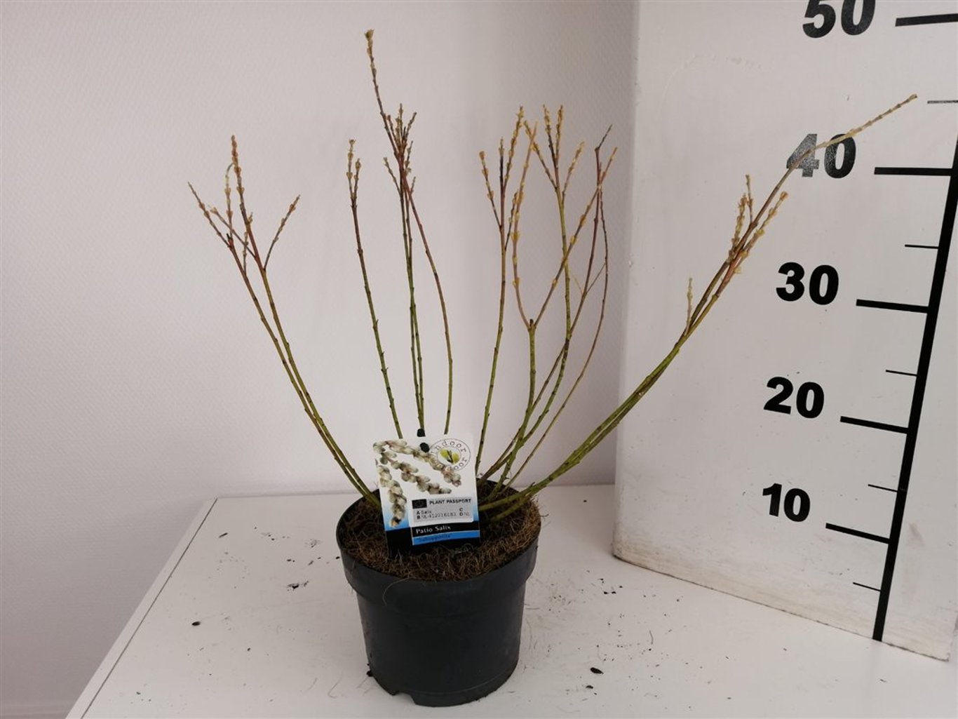 Salix subopposita - C2 40-60 CM